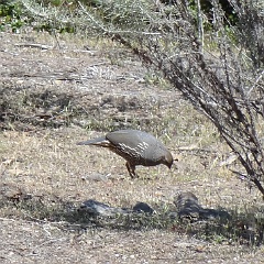 callipepla californica